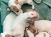 Cocker spaniel puppies