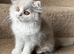 Fawn and white British longhair