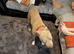 Staffy For Sale
