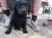 Male black labrador pups