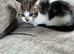 Mixed kittens