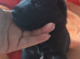 Black German Shepherd Puppies