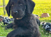 Fully Health Tested F1 Labradoodle Puppies