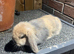 Male lop rabbit