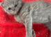 2 BSH GIRLS LEFT CHUNKY BLuE