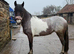 3year old filly