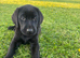 Stunning black Labrador pups for sale