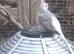 3 Diamond Doves
