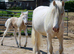 14.2 6yr old cremello cob mare