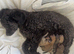 Beautiful Farm-Reared Pomeranian x Cavachon