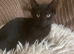 gorgeous black kitty