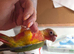 Hand reared conures cockatiels rossellas ringnecks