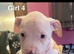 American bulldog *ready to go*