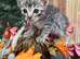 RAGDOLL MIX KITTENS