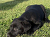 Beautiful Black Labrador Puppies