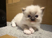 Beautiful Ragdoll kittens
