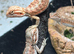 Baby hypo Bearded dragons.