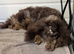 Brown merle & tan toy poodle