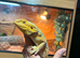 Female bearded dragon