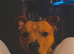 Are red Staffy boy