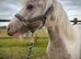 Welsh x colt to make 13.3+