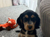 1 Girl and 1 Boy left Show Cocker Spaniel Puppies