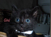 6 beautiful kittens looking for their forever homes