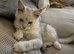 6 month Tica Maine coon boys