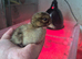 Day old Appleyard ducklings