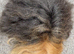 Rare Alpaca Guinea pig boar 5 mths