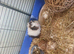 Guineapigs