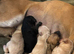 Saluki x whippet x greyhound puppies