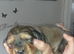 Cocker spaniel puppy's
