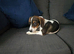 Jack Russell