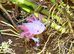 Adult Axolotls