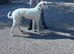 Suzuki deerhound greyhound