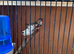 A pair finch for sale