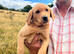 Gorgeous Fox Red Labradors