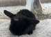 Pure Bred (5w old) Mini Lop Babies