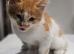 4 gorgous kittens for sale