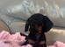 Girl dachshund