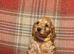 8x beautiful cockapoo puppies 5 boys 3 girls