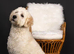 F1BB Golden Doodle female
