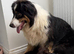 Aussiedoodle F1 Health Tested Parents