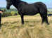 KFPS Friesian Broodmare - In Foal