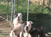 !!! 3 boys left !!!! One Red tri merle with ice blue eyes