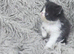 Beautiful Persian kittens