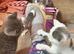 Beautiful little kittens looking for forever homes
