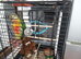 Hand.Reared.Conure