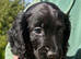 Beautiful Cocker Spaniel Pups